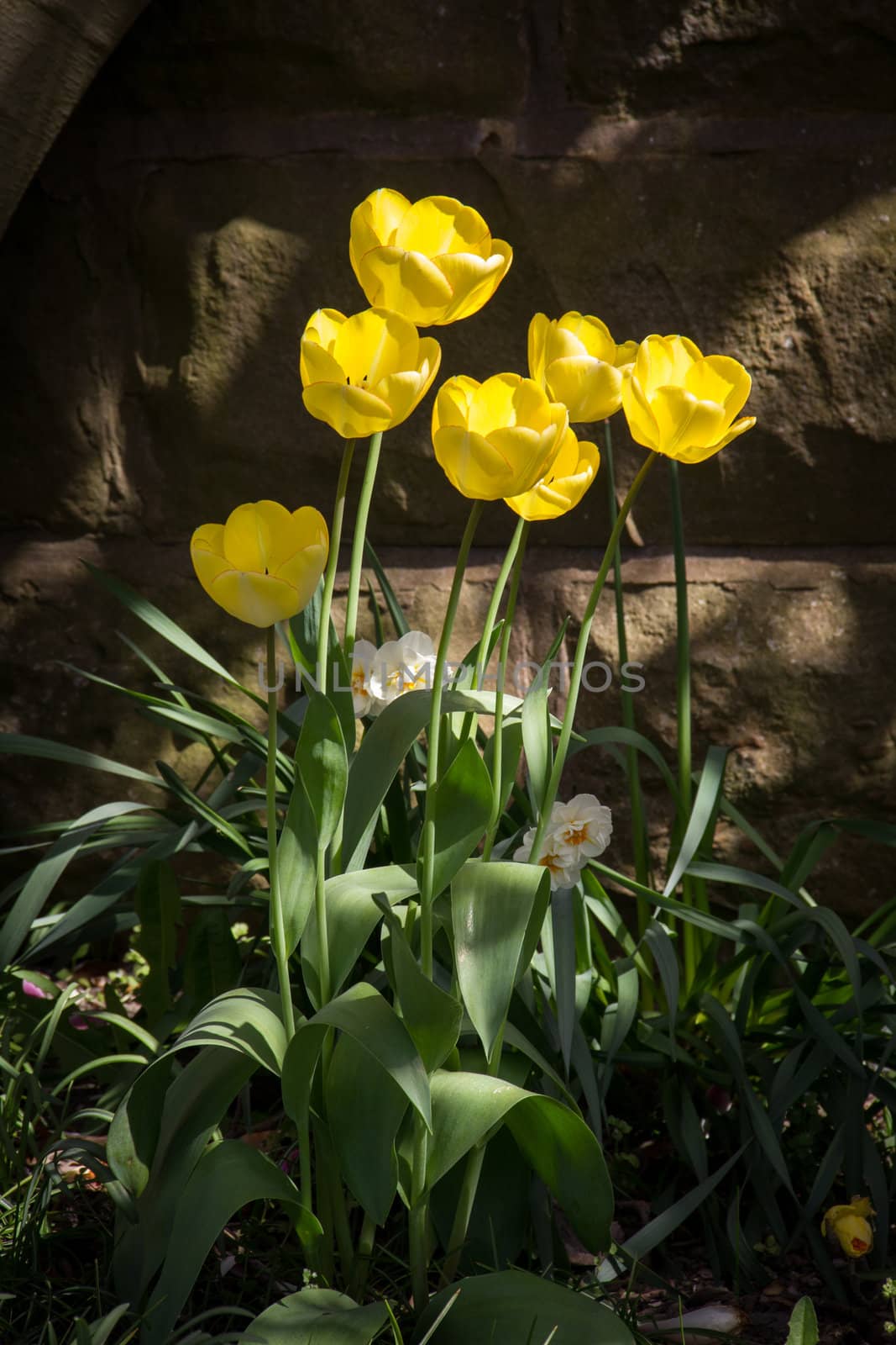 Lovely bright yellow tulips