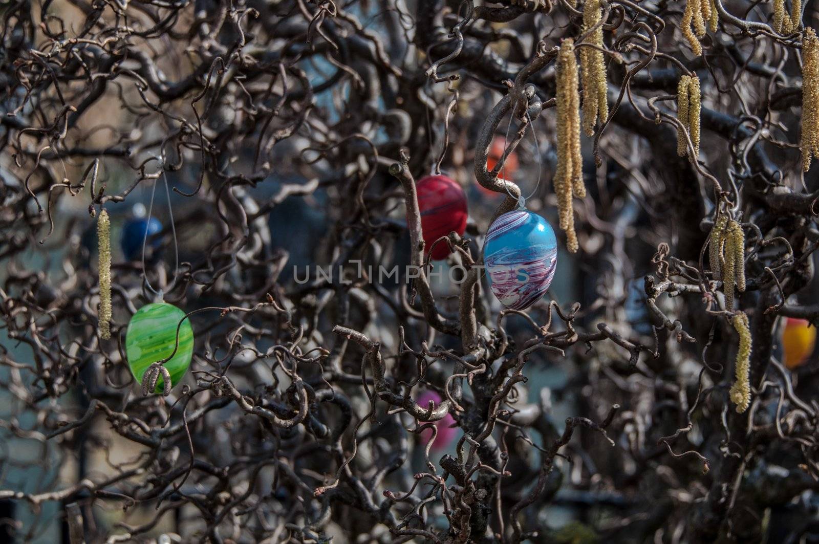Easter tree with colored eggs in early spring