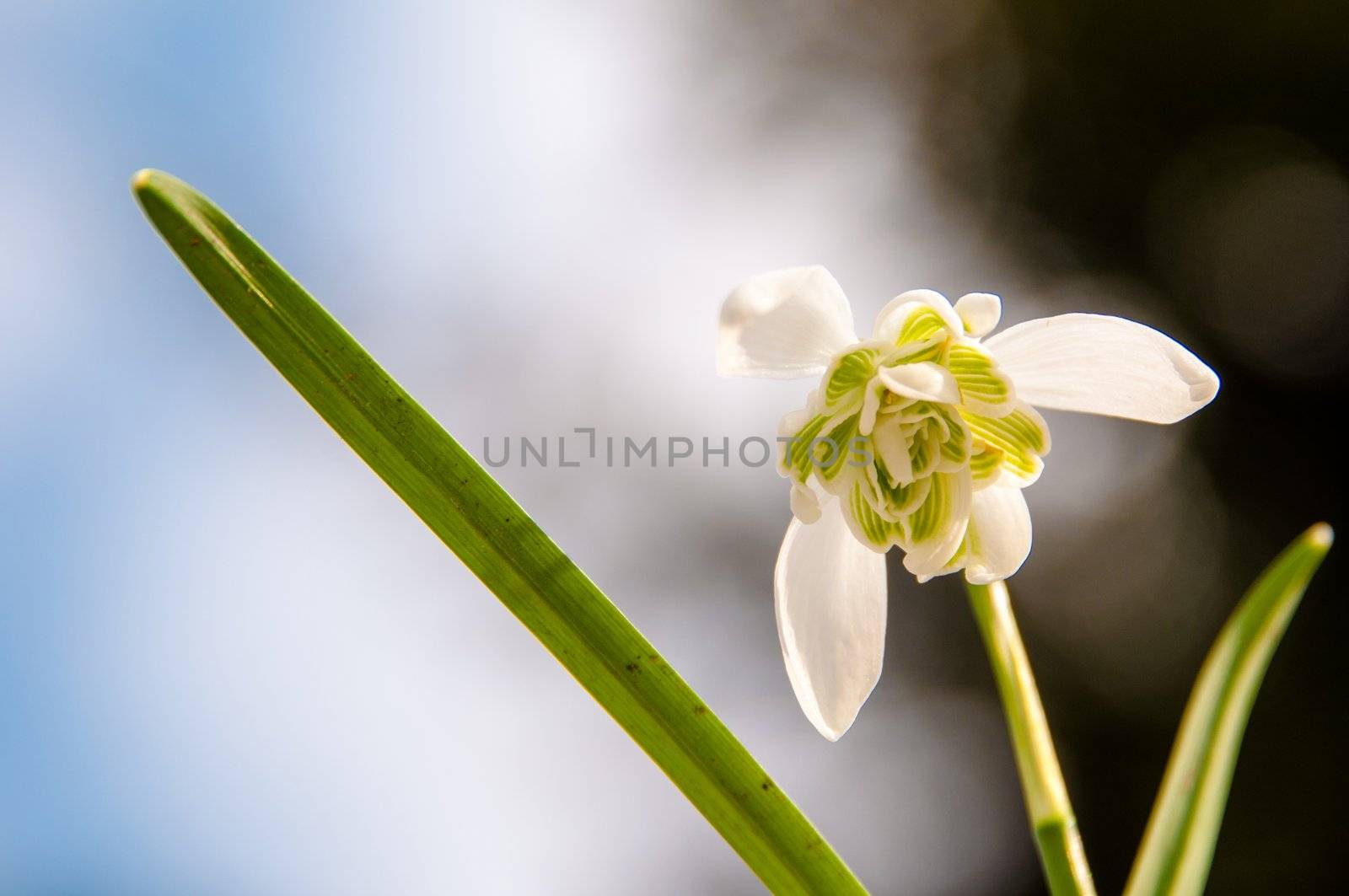 Rare filled snowdrops - galanthus nivalis var. praecox