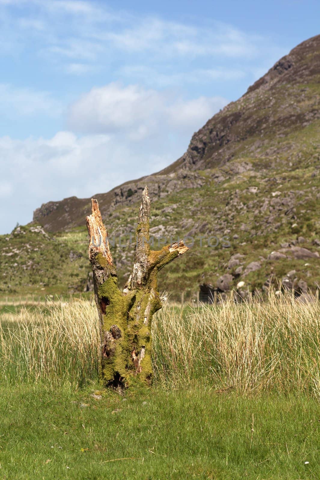 Old trunk in Gap od Dunloe, Ireland.