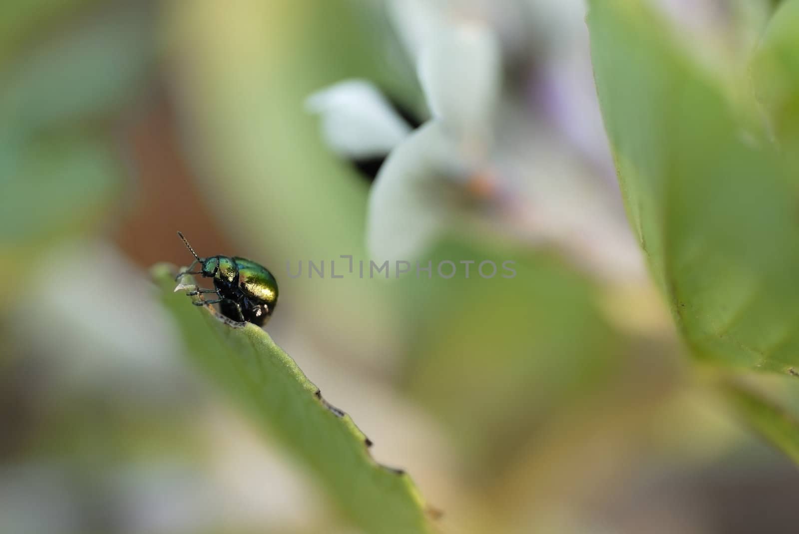 Green metalic beetle eating broadbean on allotment.