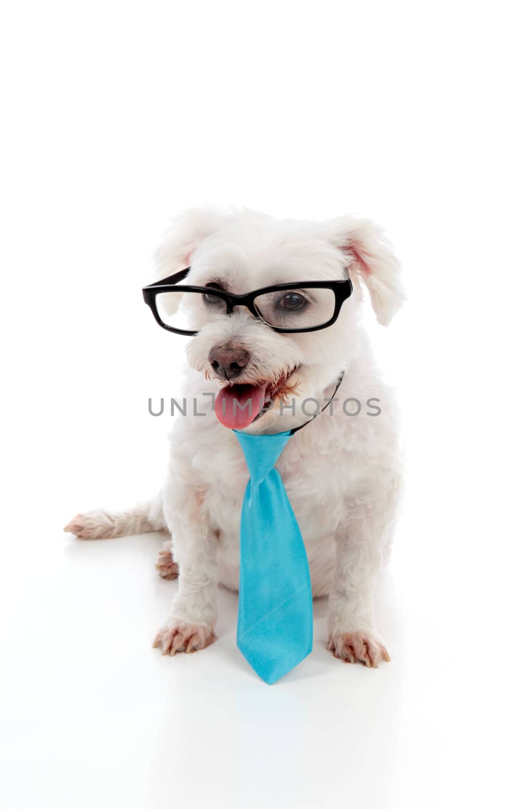 Intelligent looking maltese terrier wears a blue tie and black rim eye glasses.  White background.