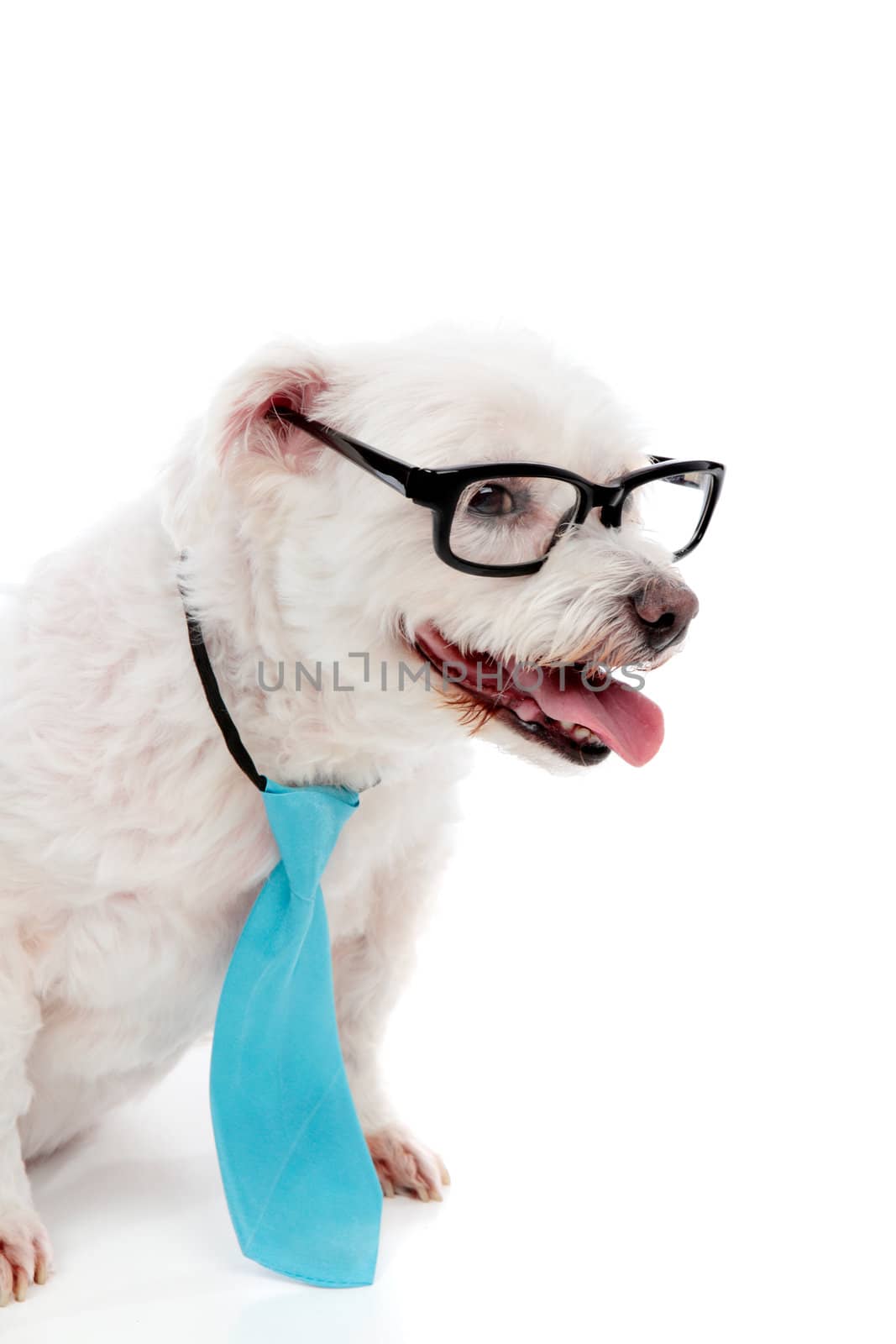 A cute white maltese terrier, wearing a blue tie and reading glasses with white space for copy.  