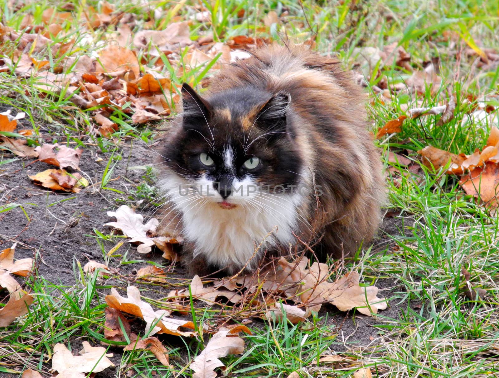 cat in autumn in Riga, the capital of Latvia