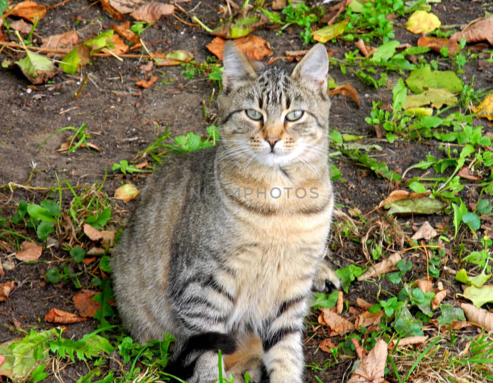 Tabby cat in autumn in Riga, the capital of Latvia