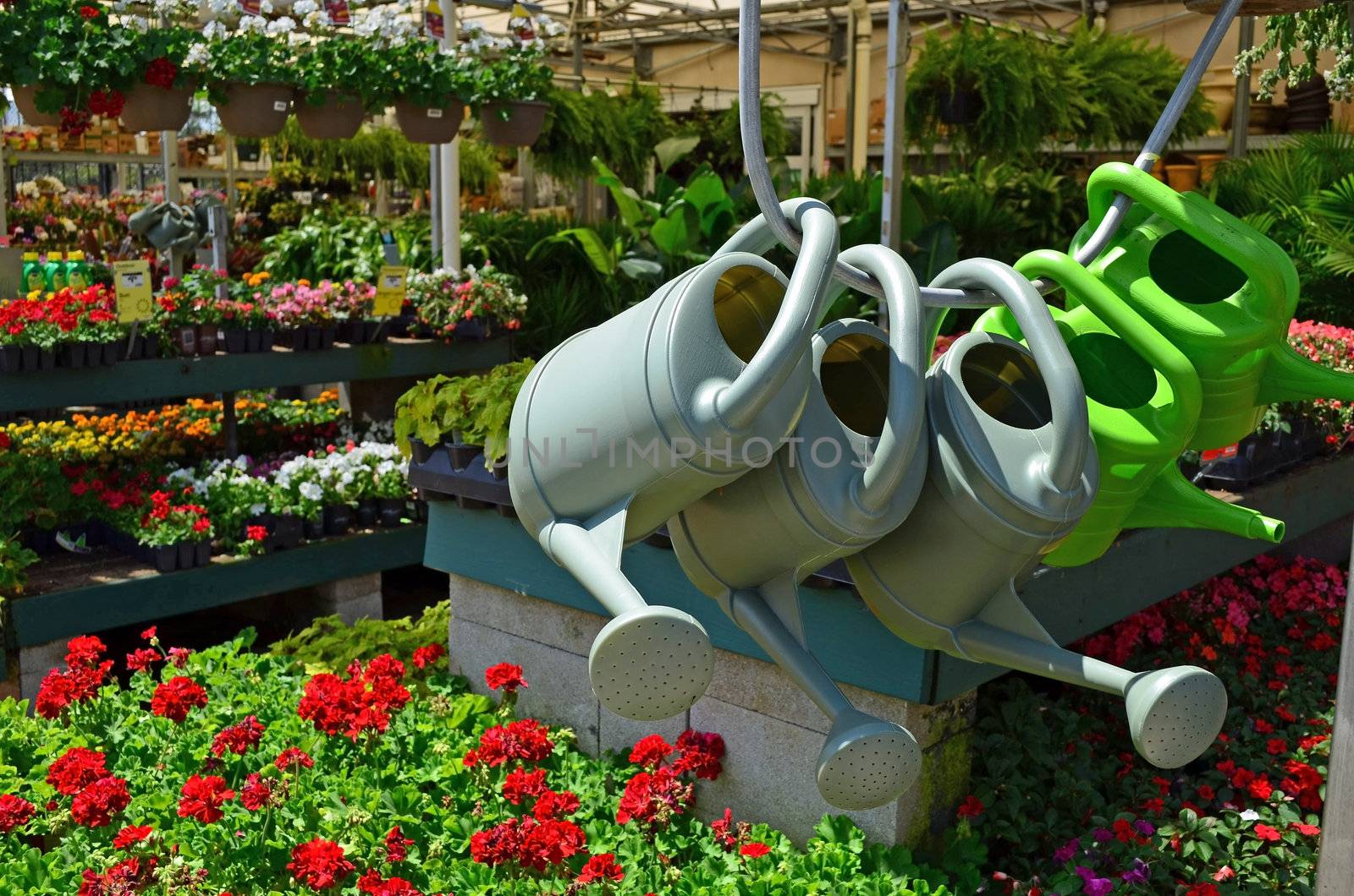 Garden watering cans on display against a backdrop of annual and perennial plants in the gardening section of a hoe improvement warehouse store