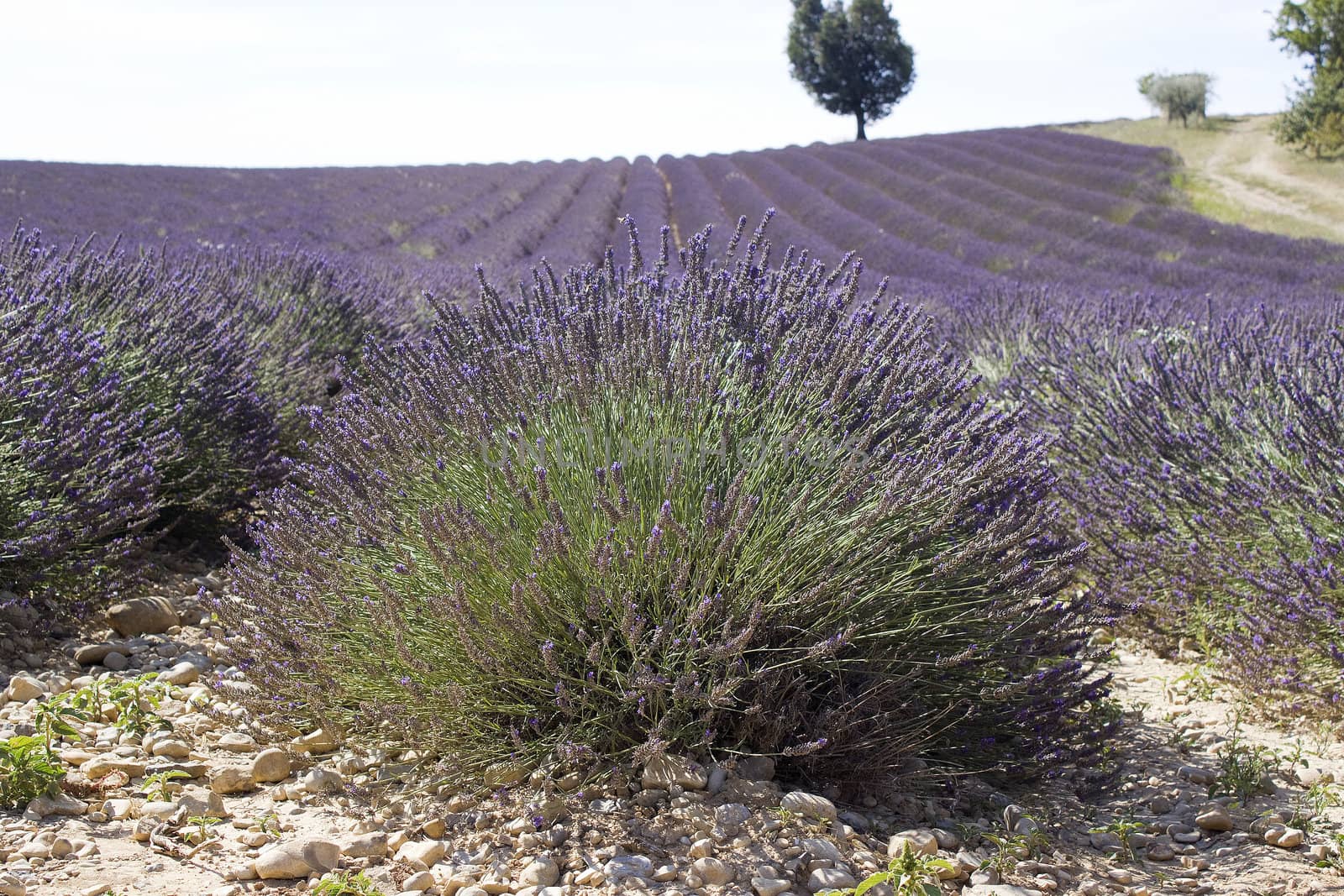 Lavender field in the region of Provence, southern France