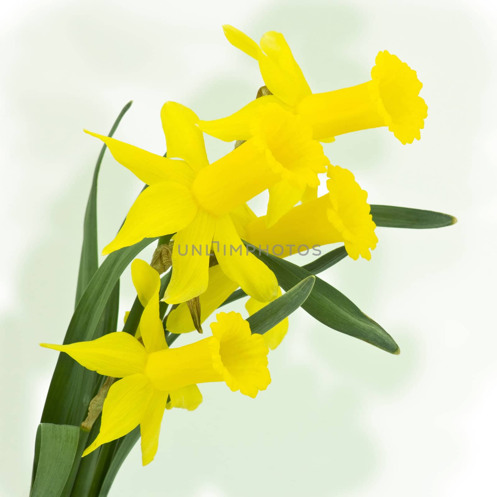 yellow narcissus flowers