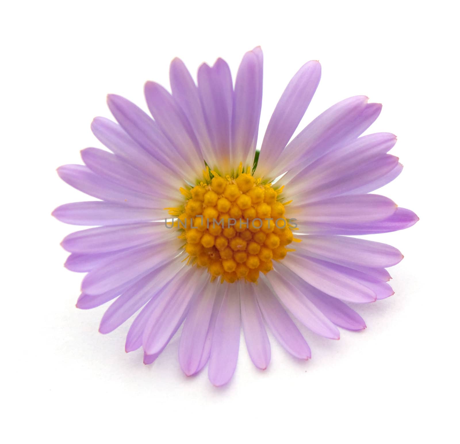 Purple flower. Photos isolated on white background.