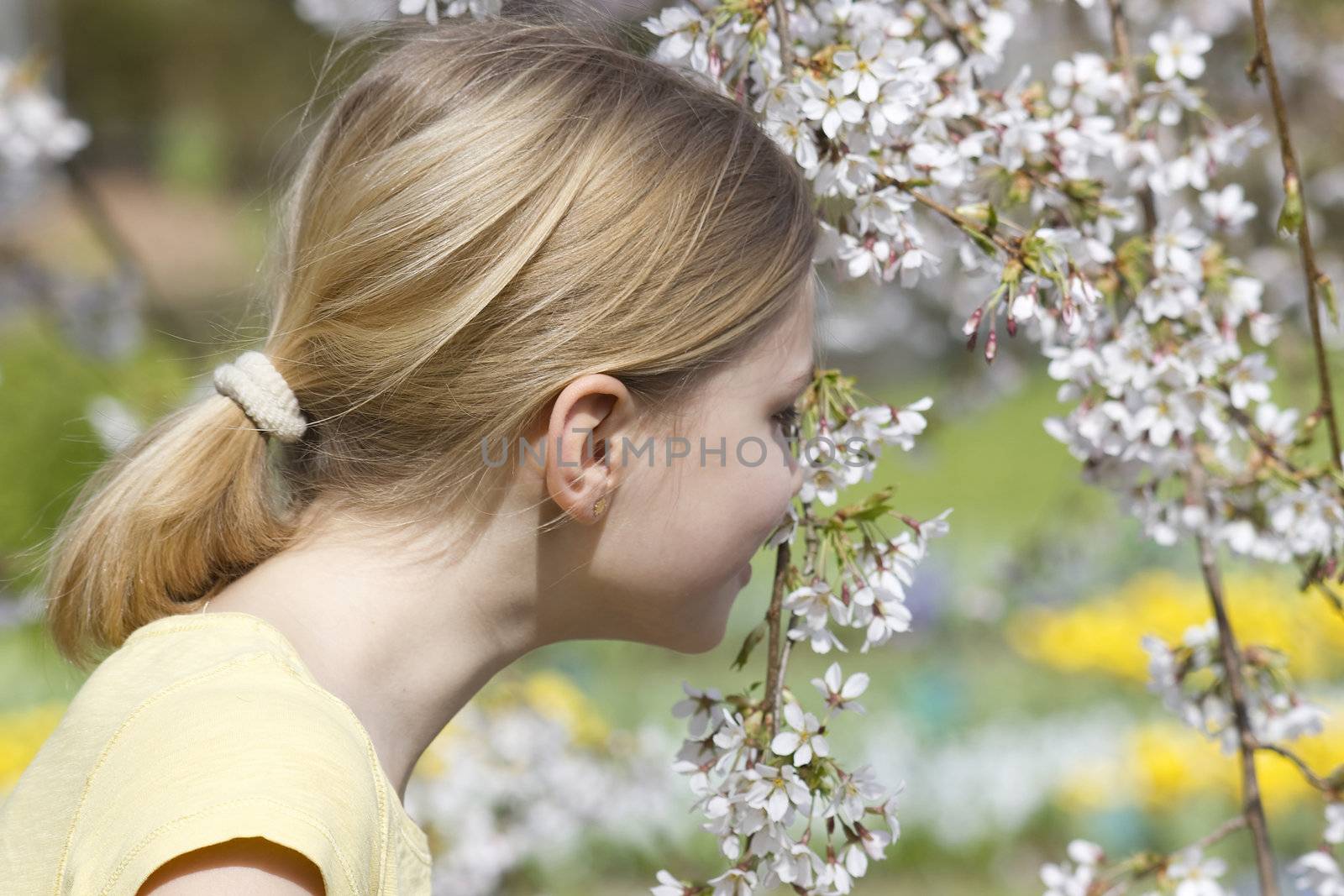 little girl smelling cherry blossoms