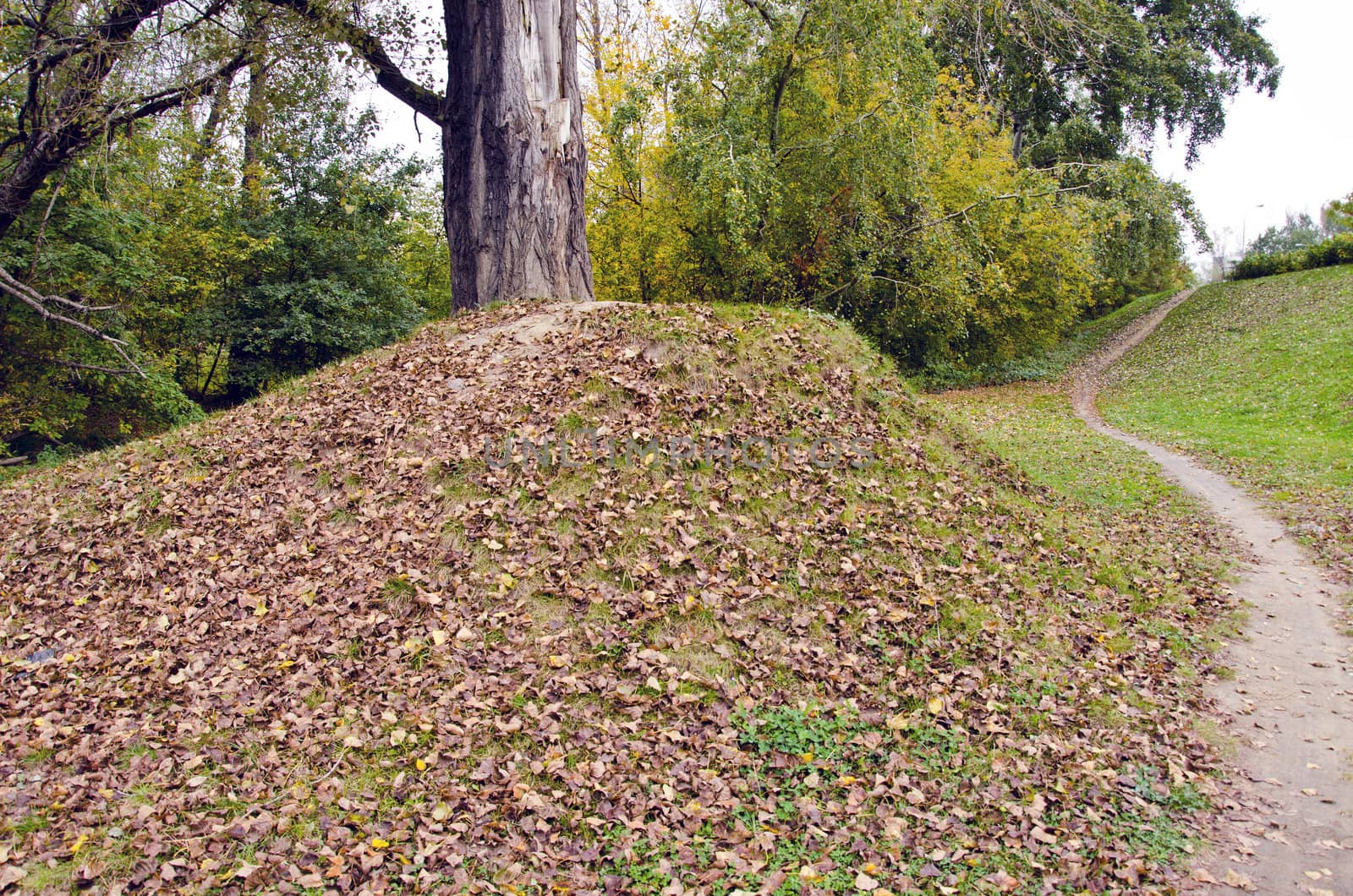 park in autumn. old tree grow on hill fall leaf by sauletas