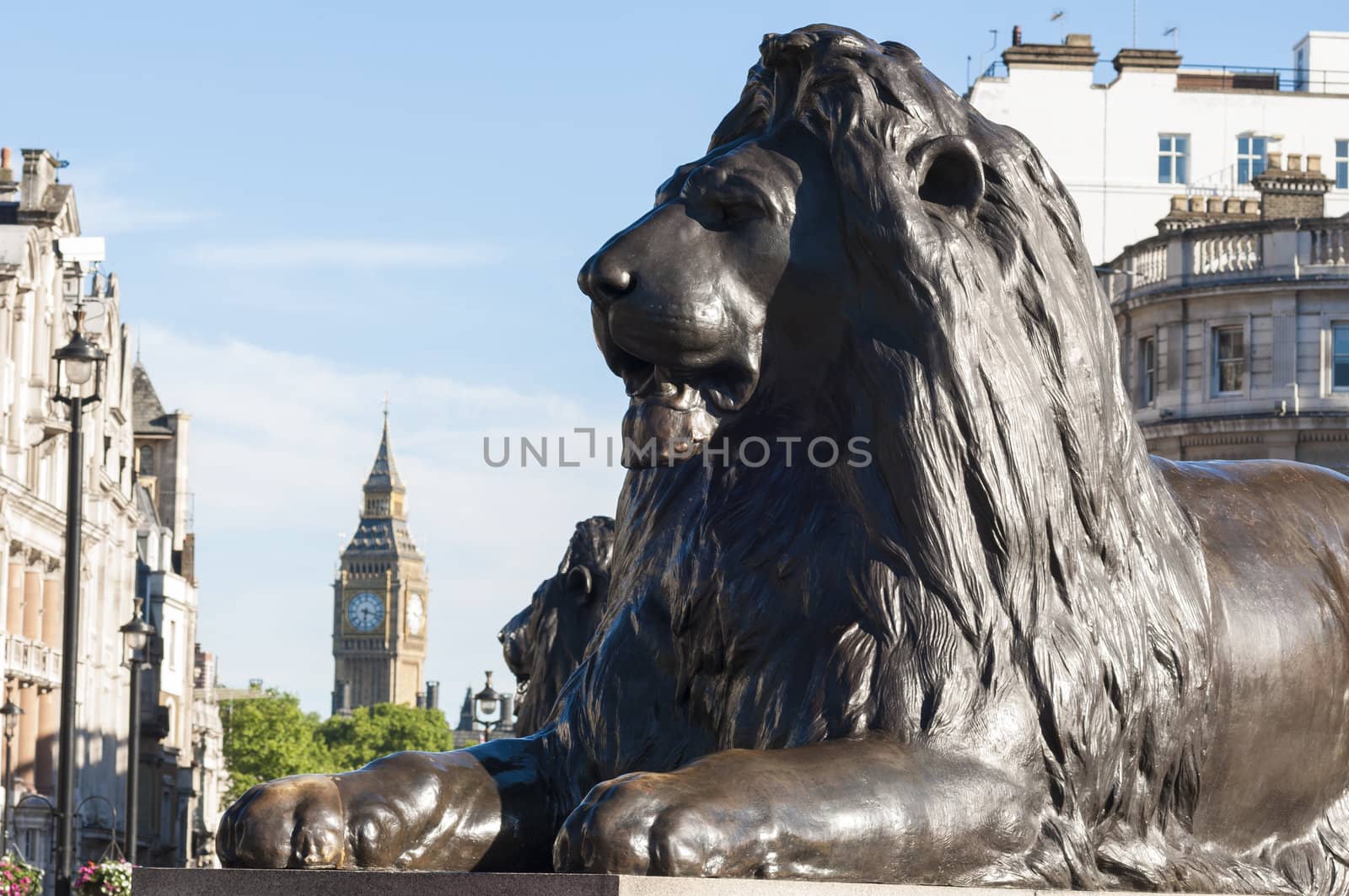 Cropped shot of lion statue in Trafalgar square in central London, UK.