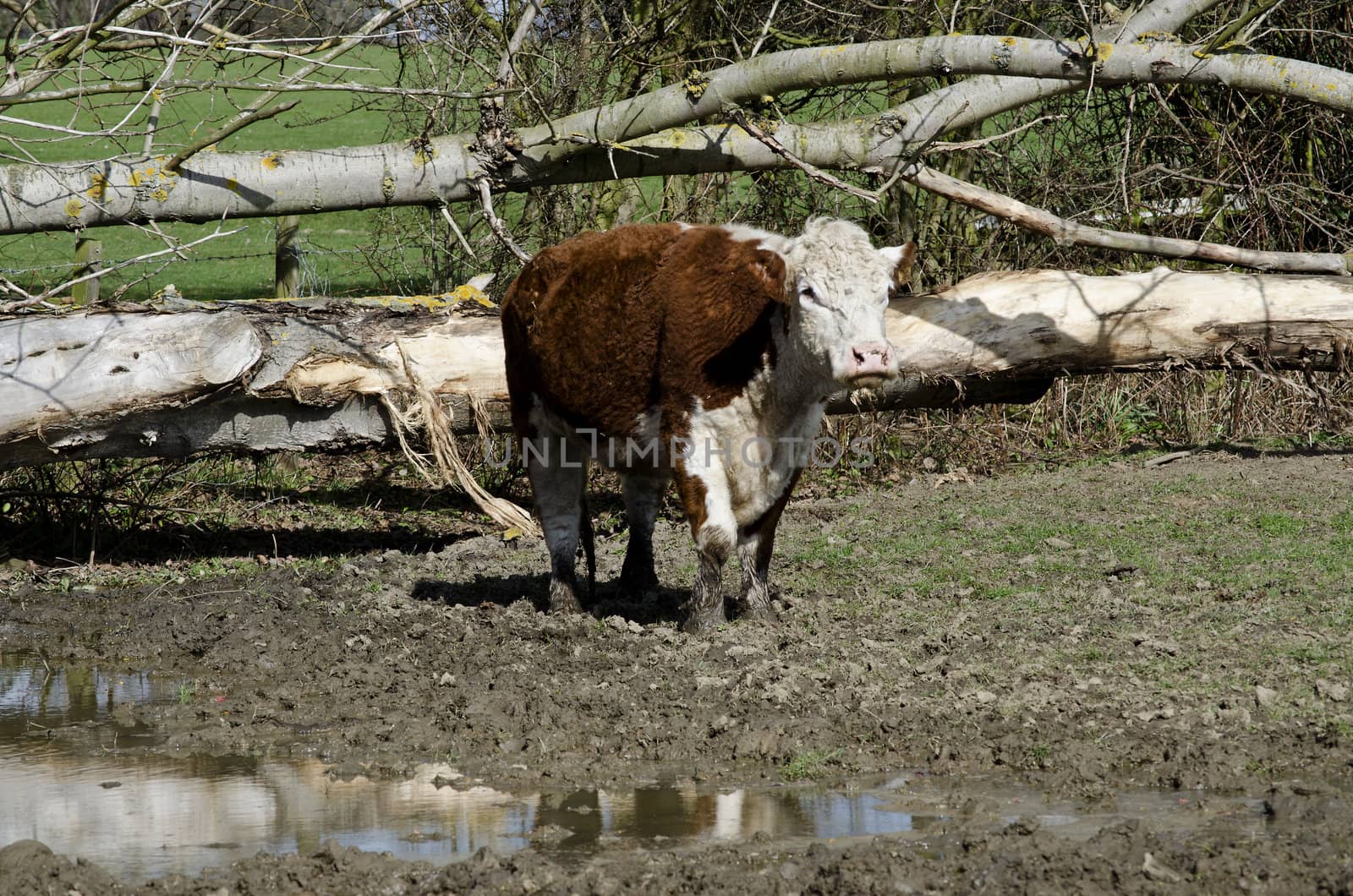 A young bull enjoying a splash in the mud