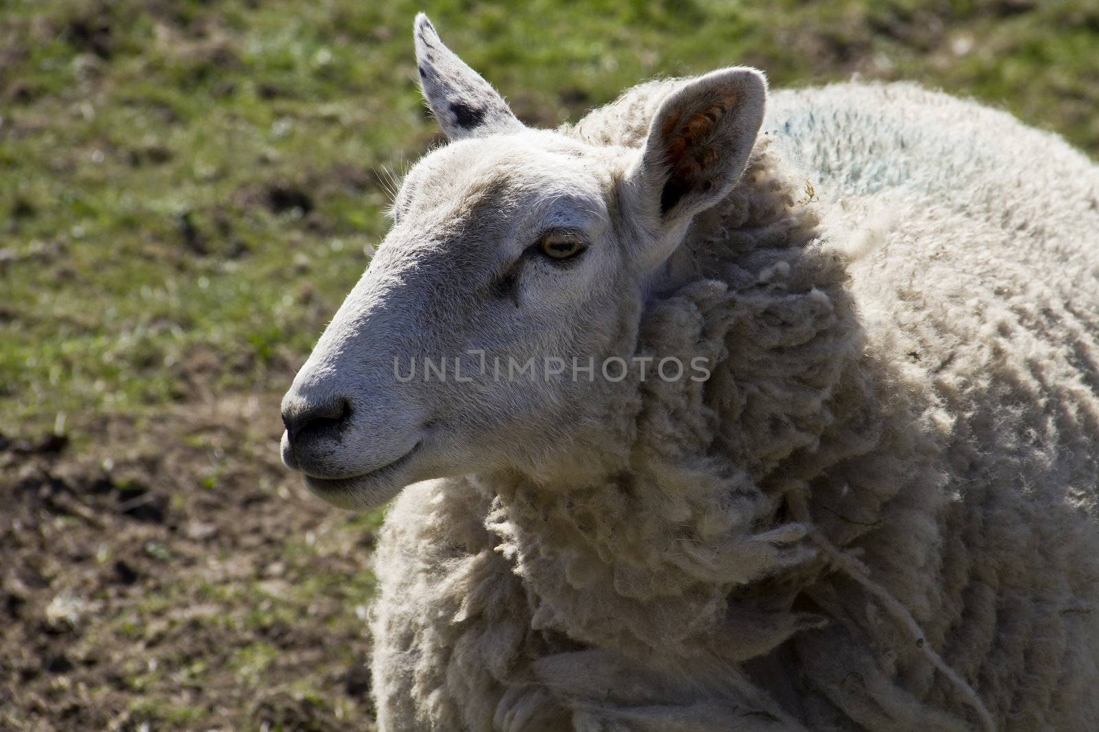 A Handsome Sheep by Downart