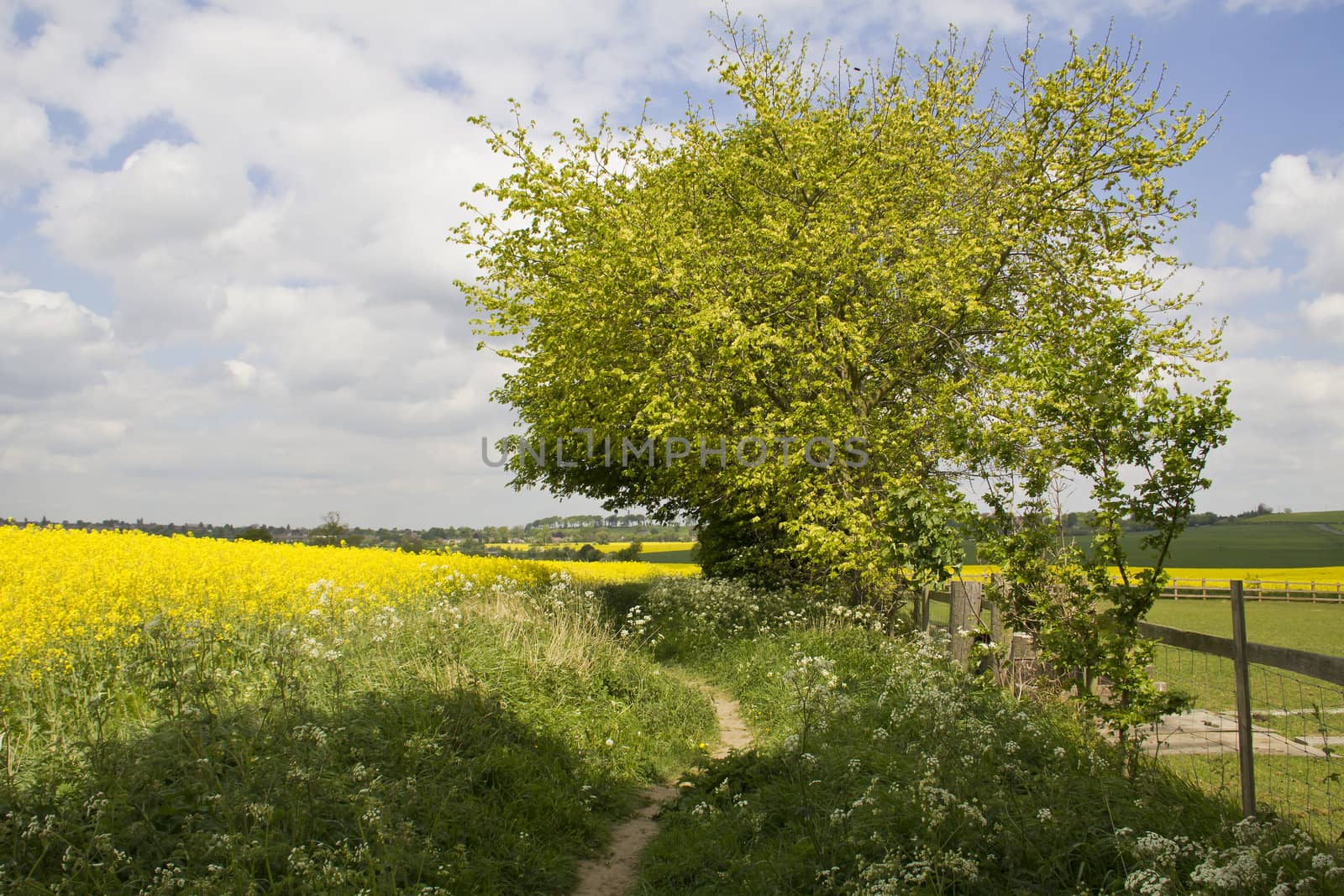 A lovely footpath leading through a gorgeous Spring countryside