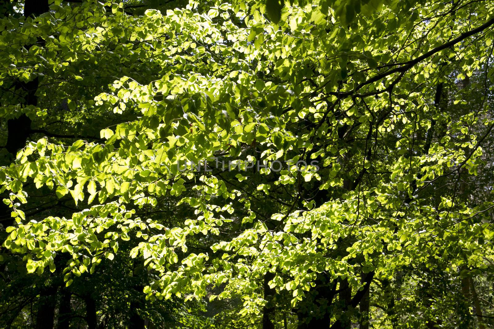 Backlit Fresh Green Leaves by Downart