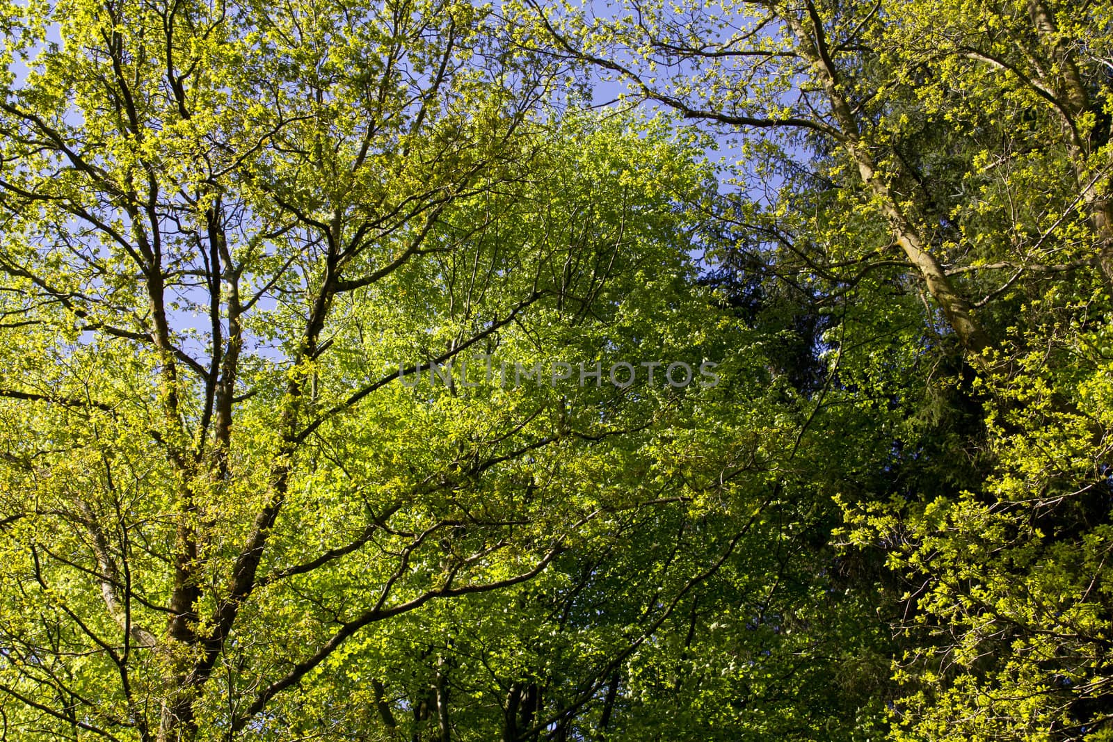 A mixed bunch of trees full of freshly opened leaves on a fine Spring day at the Ladybower reservoirs