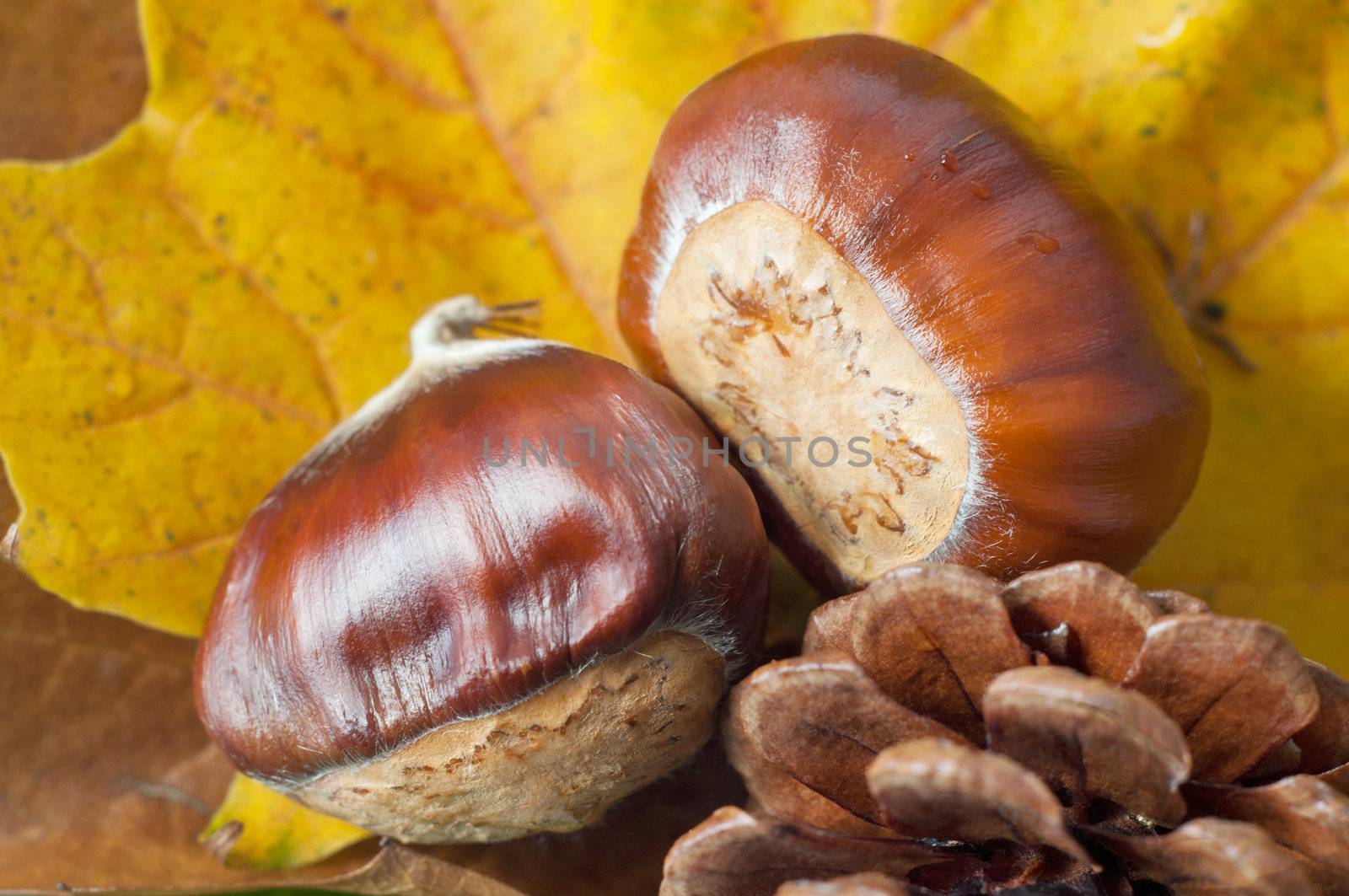 Close up (macro) of Autumn flora, with focus on shiny conkers.  Autumn Sycamore leaves in soft focus background and a fir cone at the fore.