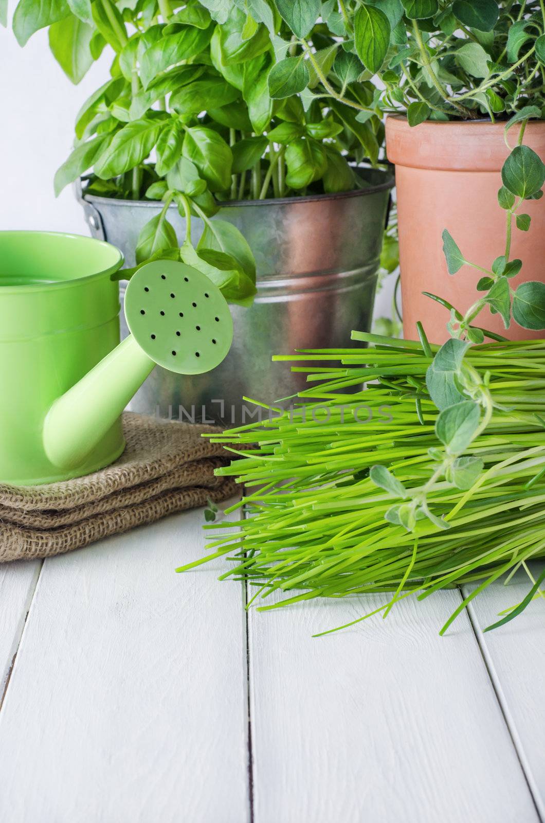 A selection of potted home grown culinary herbs on an old white painted wood kitchen table with watering can and hessian sack.