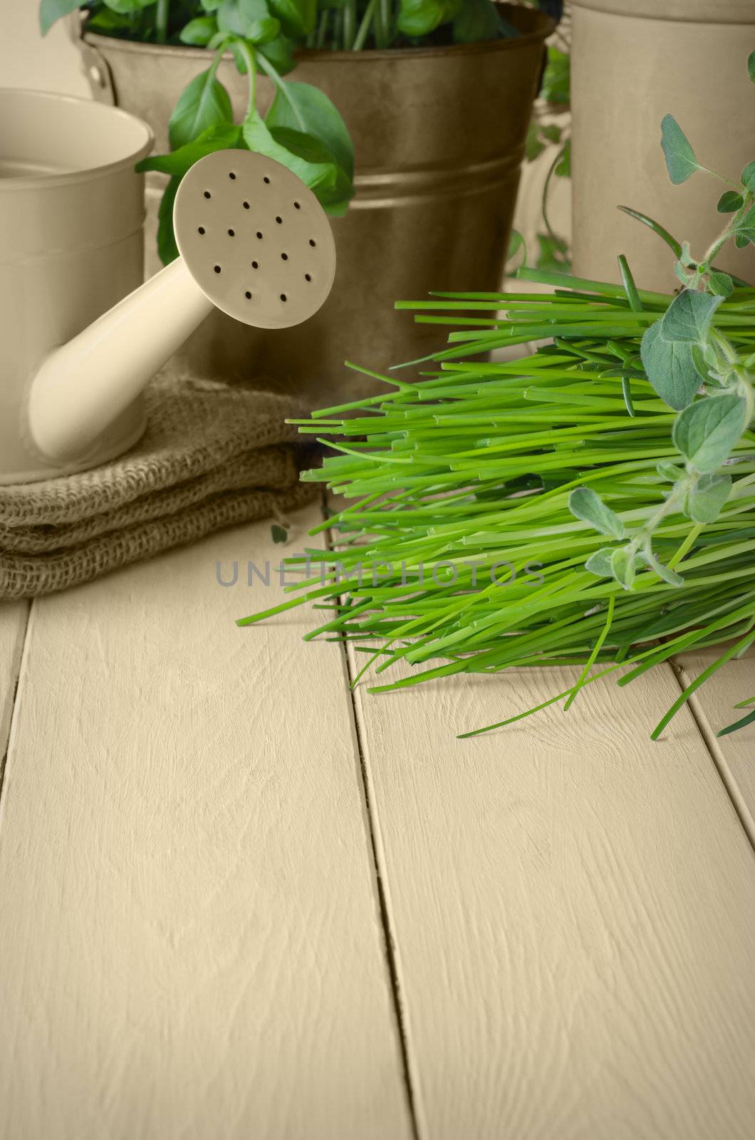 Potted Green Herbs on Sepia by frannyanne