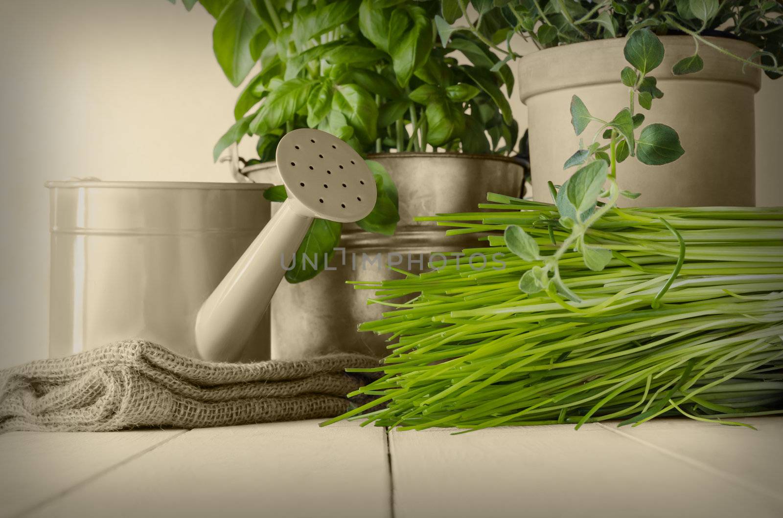 A selection of potted home grown culinary herbs on old wood planked table with watering can and hessian sack.  Leaves revealed in original green with other elements in sepia and vignetted for vintage effect.