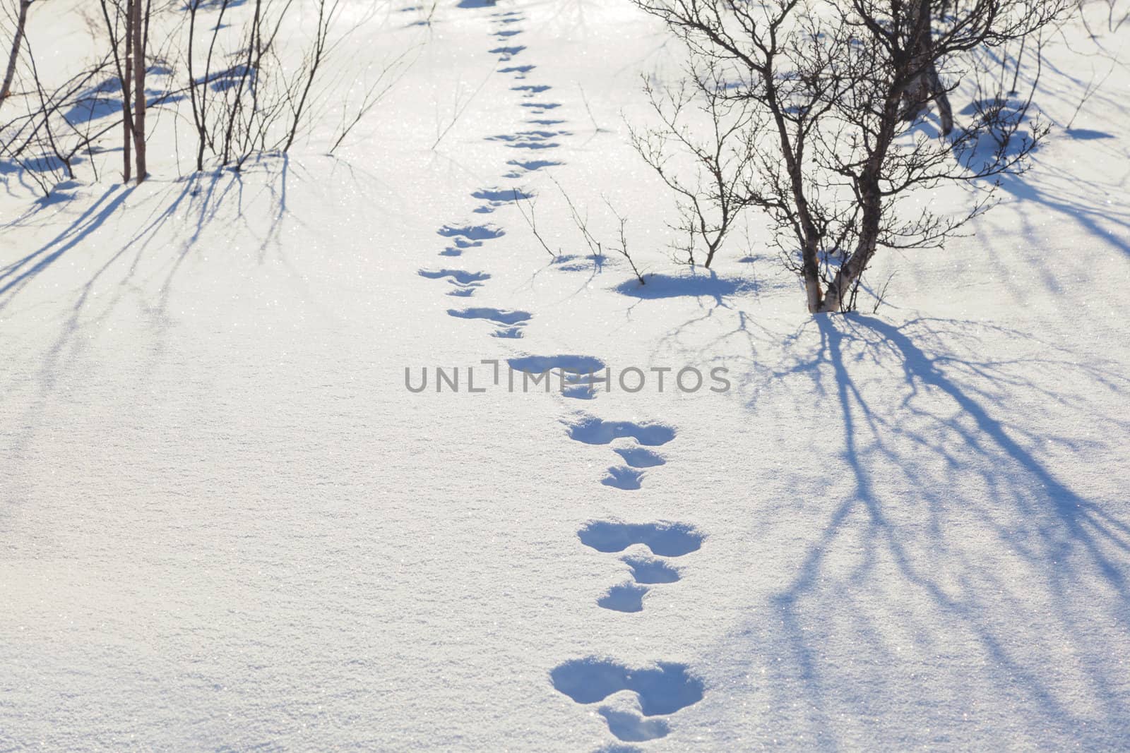 Hare trace in the snow by AleksandrN