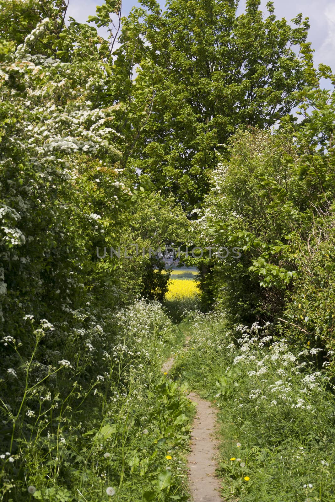 A thin path meanders through an abundance of lush Spring growth