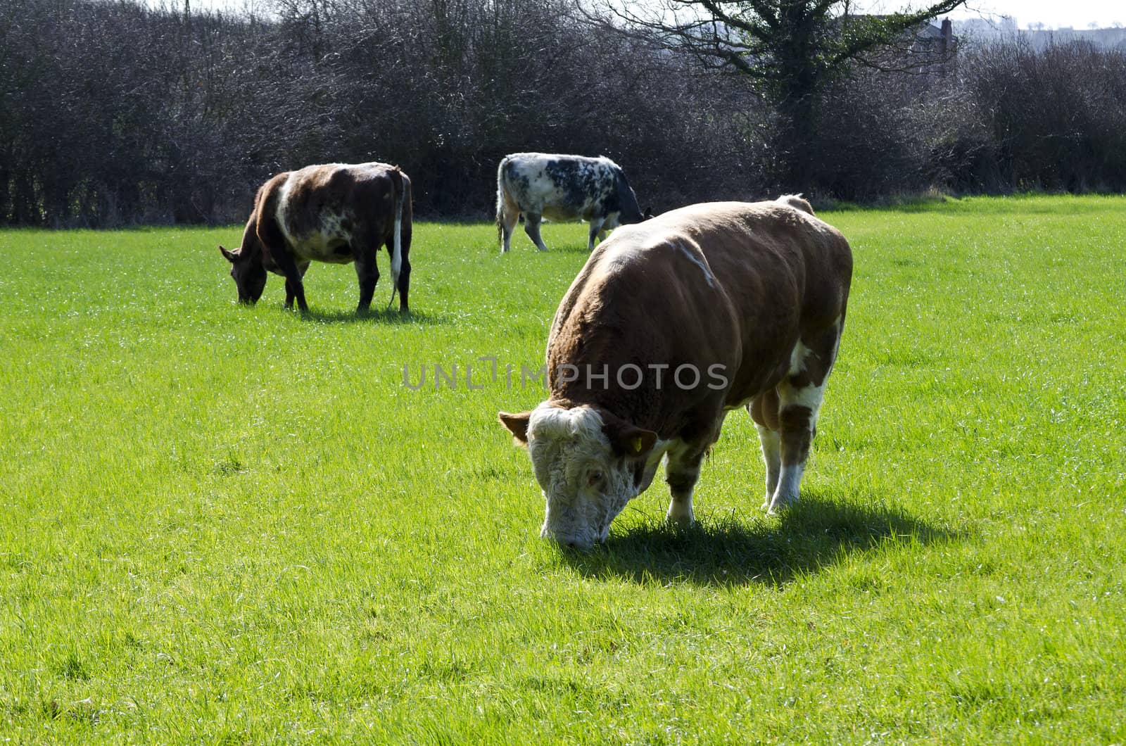 A bull enjoys a peaceful feed on a sunny day