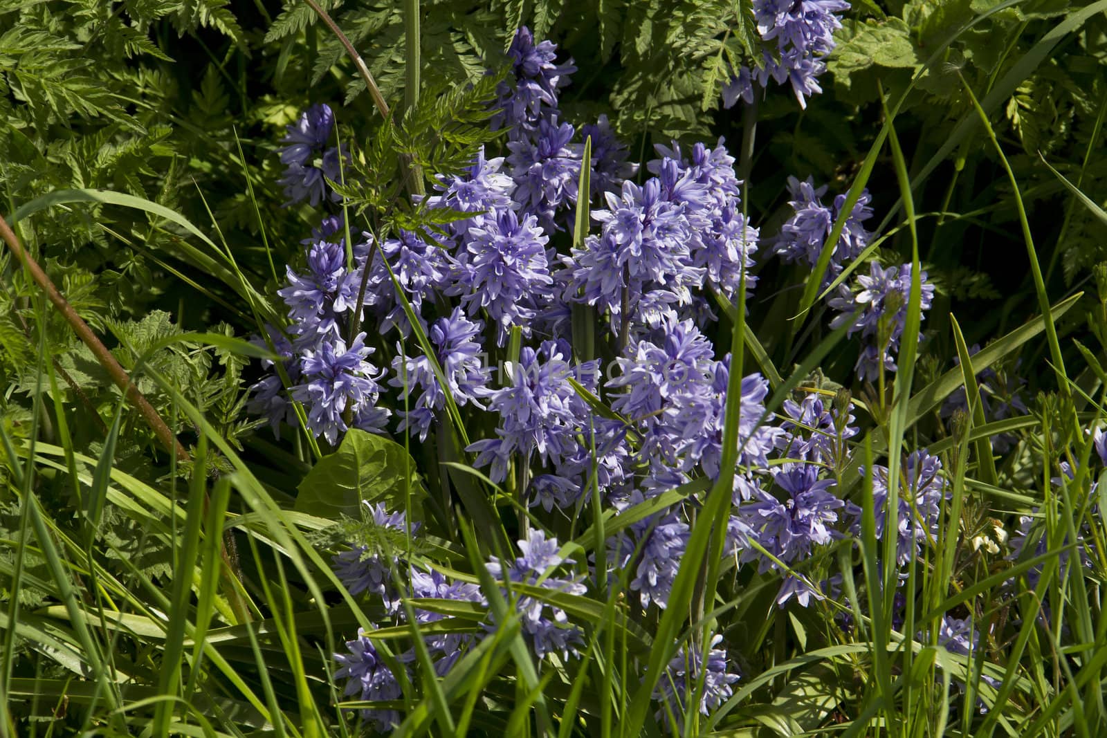 Lovely Bright Bluebells by Downart