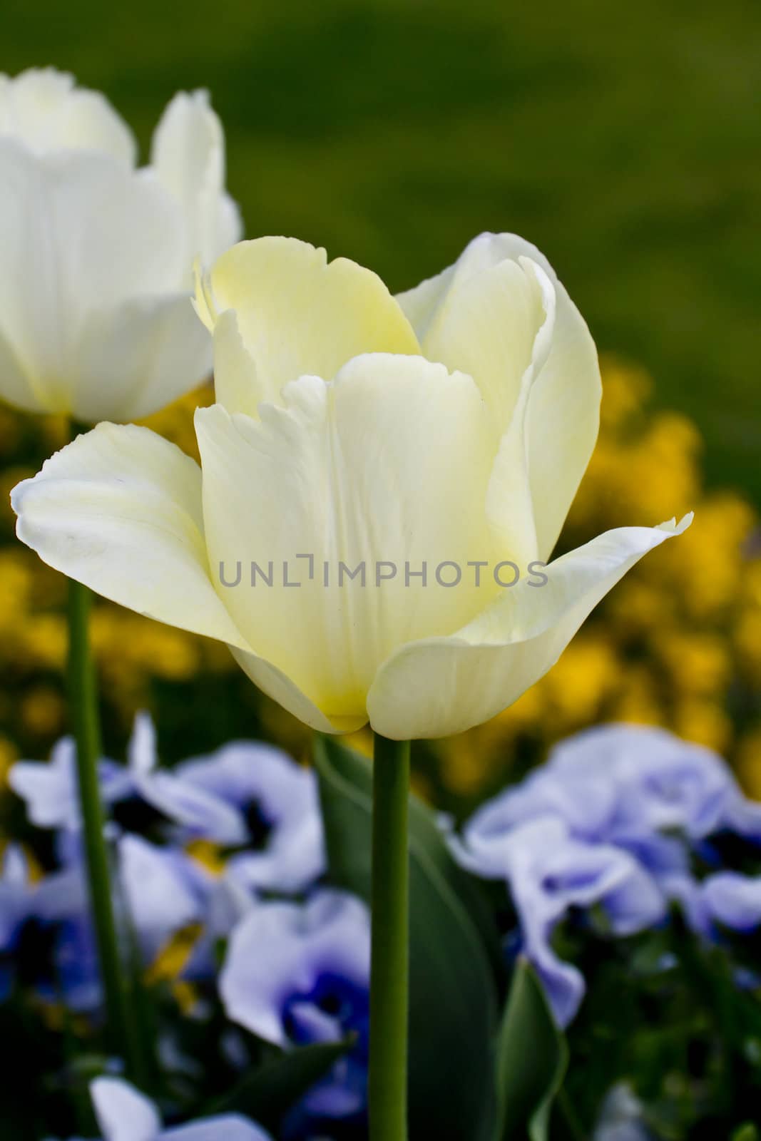 Lovely Pale Yellow Tulip by Downart