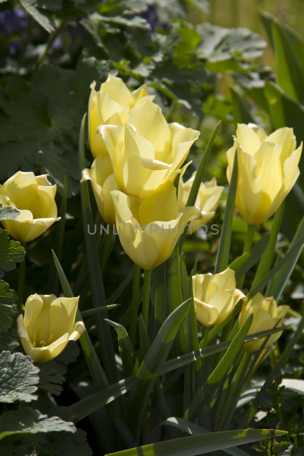 A bunch of lovely yellow tulips in a garden
