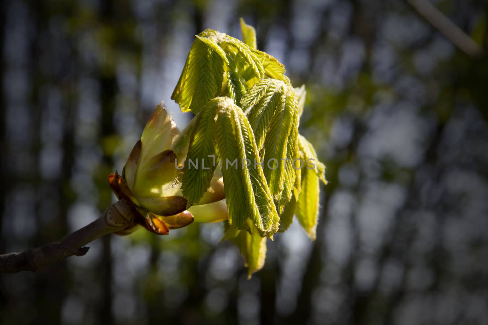 New Horse Chestnut Leaves by Downart