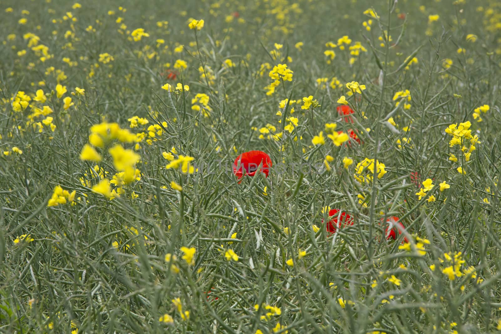 A bright red poppy surrounded by yellow rapeseed
