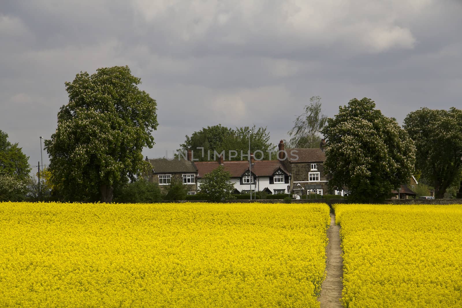 Rapeseed Path by Downart