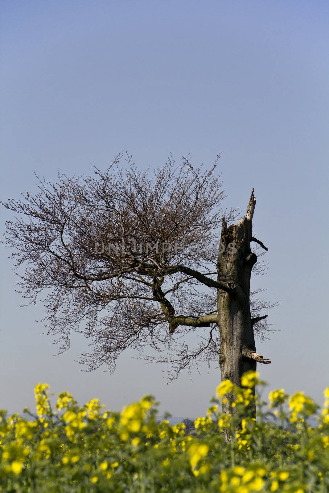 Strange Tree With Rapeseed by Downart