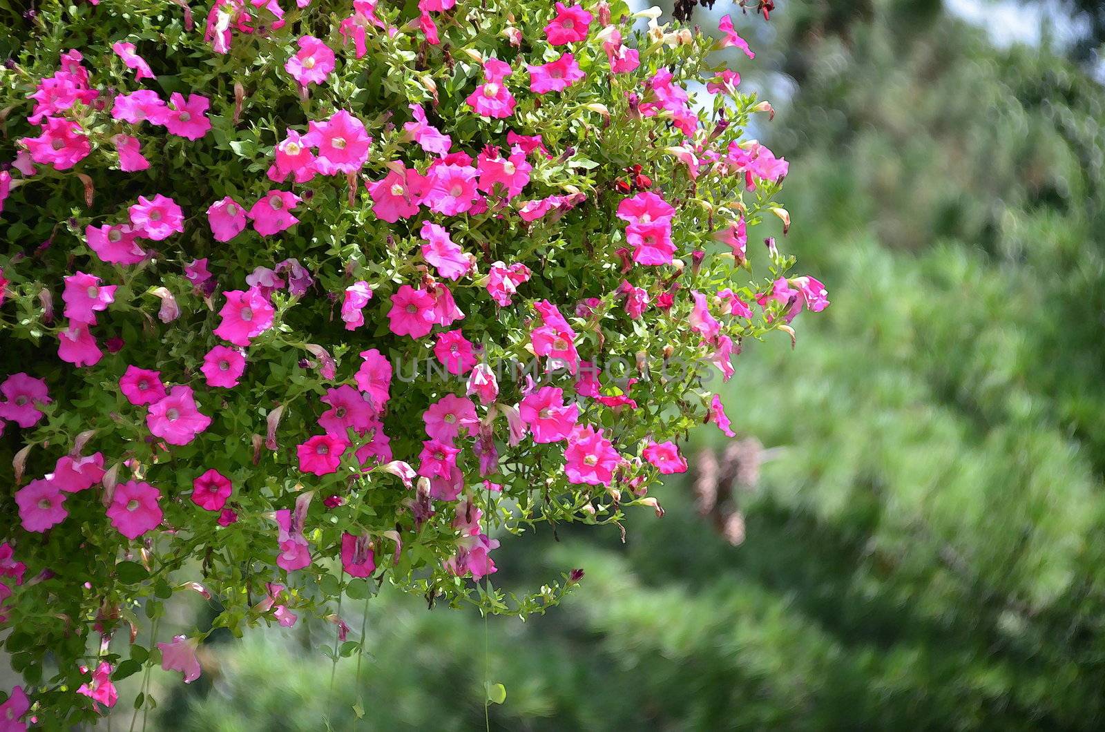 Hanging Basket Of Flowers ~ Watercolor Effect by darla1949