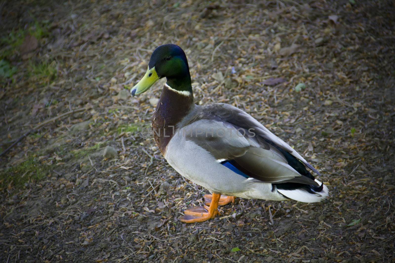 A fine example of the lovely multicoloured male mallard