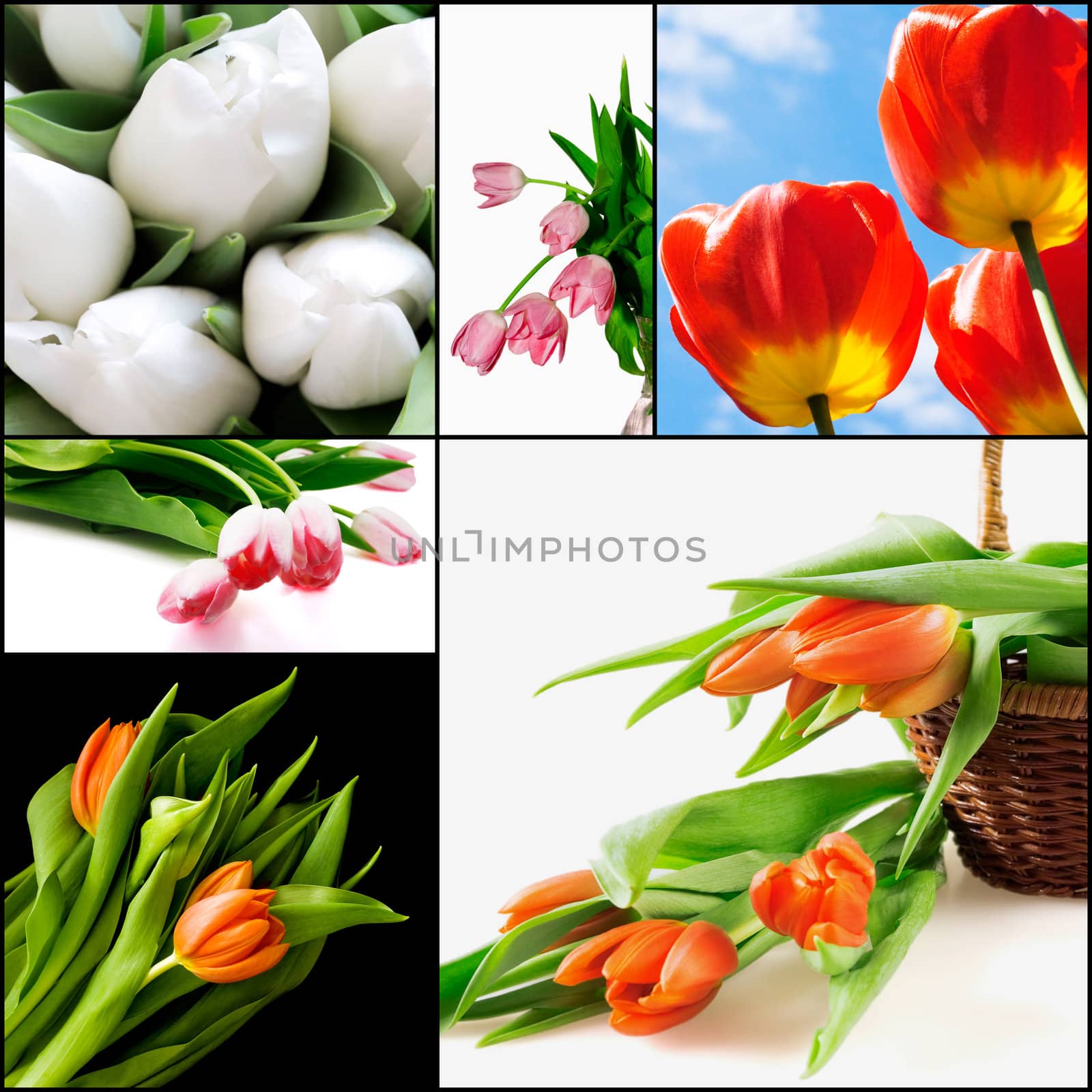 Red and white tulips by Serp