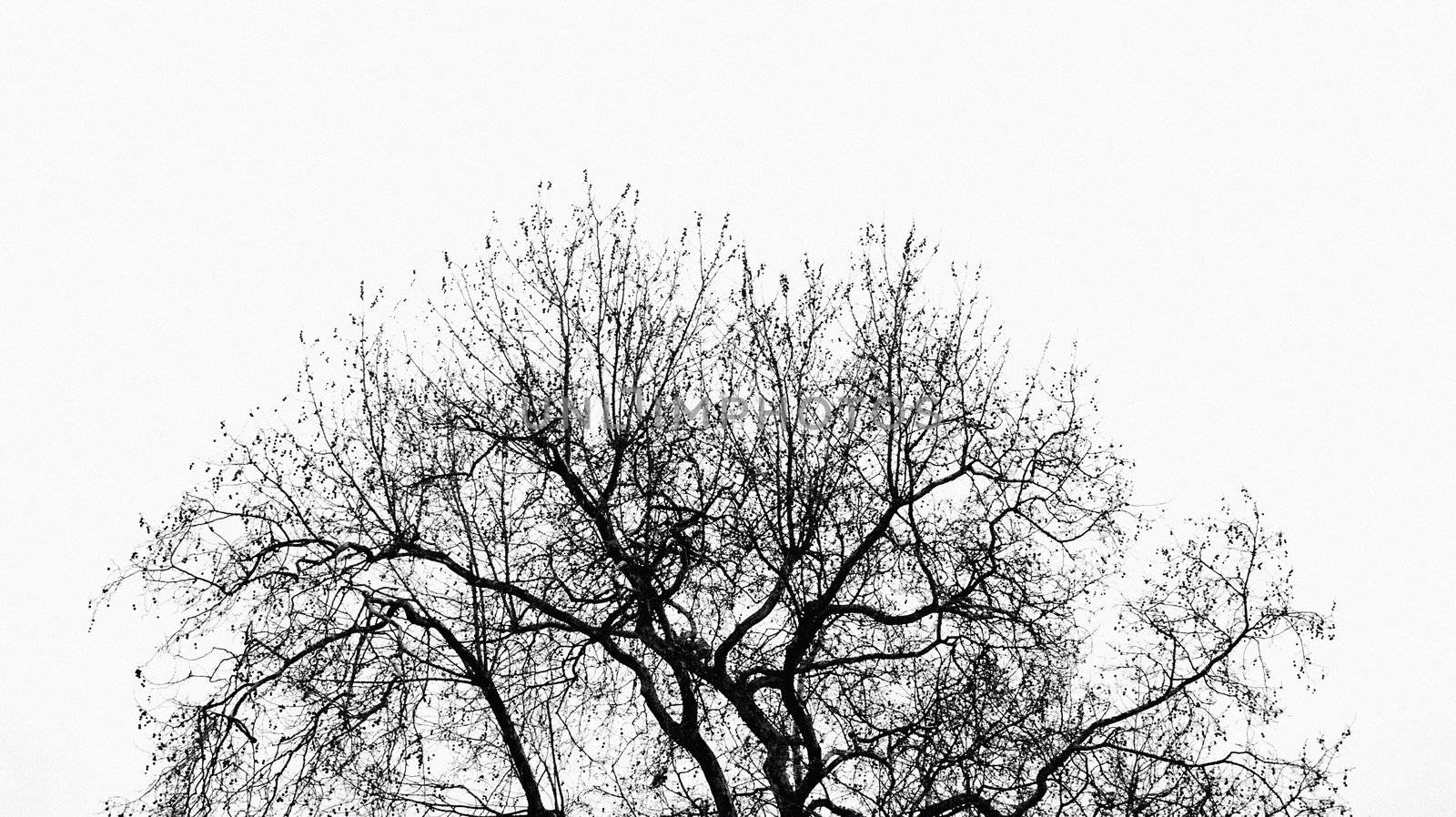 Tree without leaves, abstract nature by stockyimages