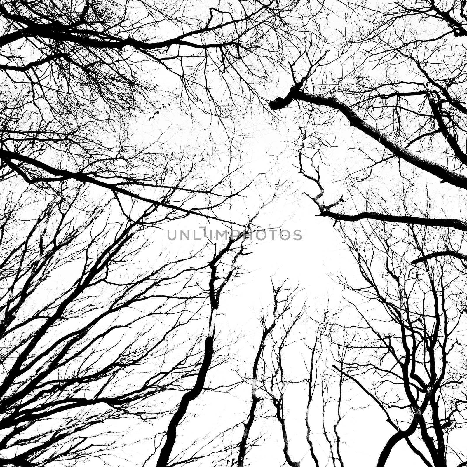 Silhouette of an ancient trees in black and white