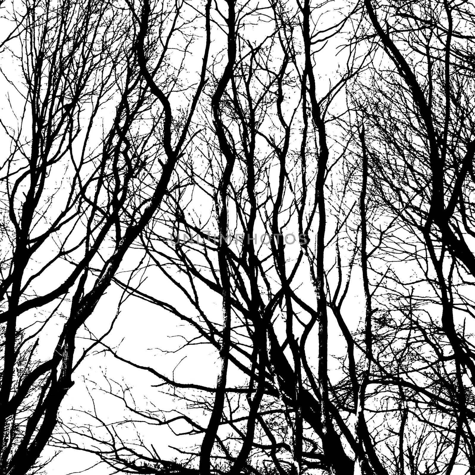 Bare wintry trees by stockyimages