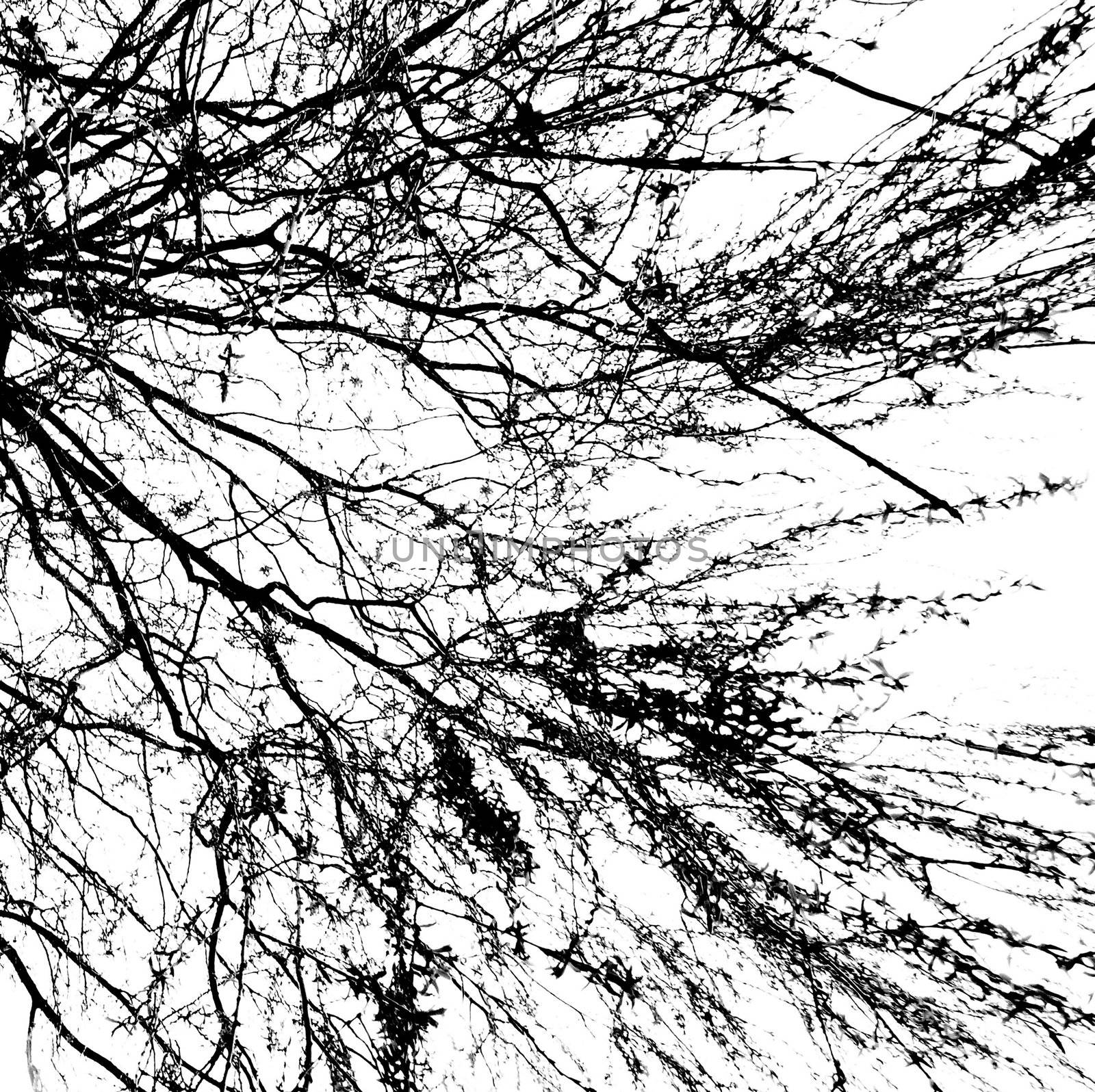 Branches of a tree without leaves in spring on white background