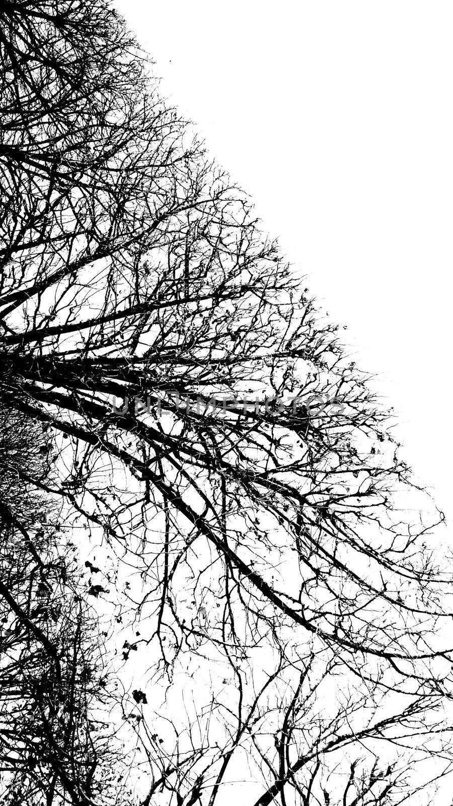 Tree without leaves isolated on white background