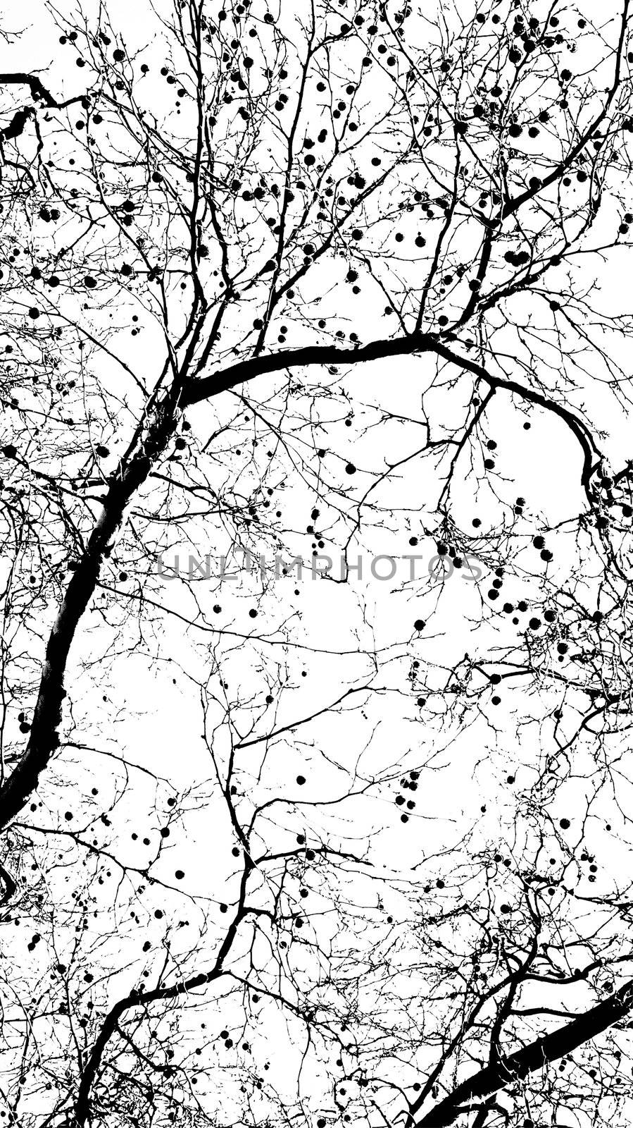 Abstract tree, canopy background by stockyimages