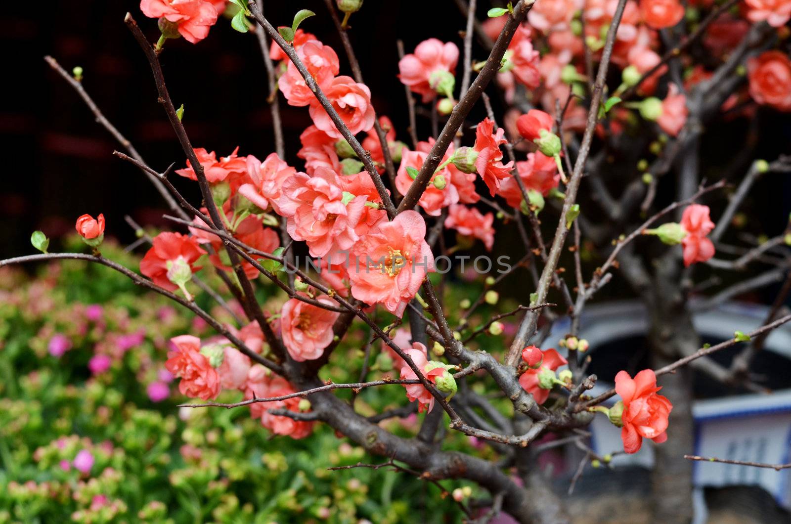 peach flower , decoration flower for chinese new year 