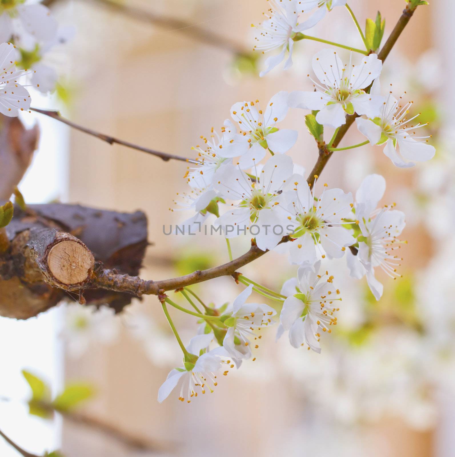 Cherry Flowers by Koufax73