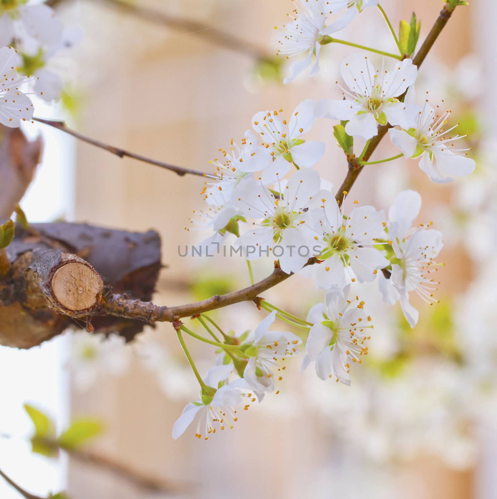 Cherry flower in a branch from a tree