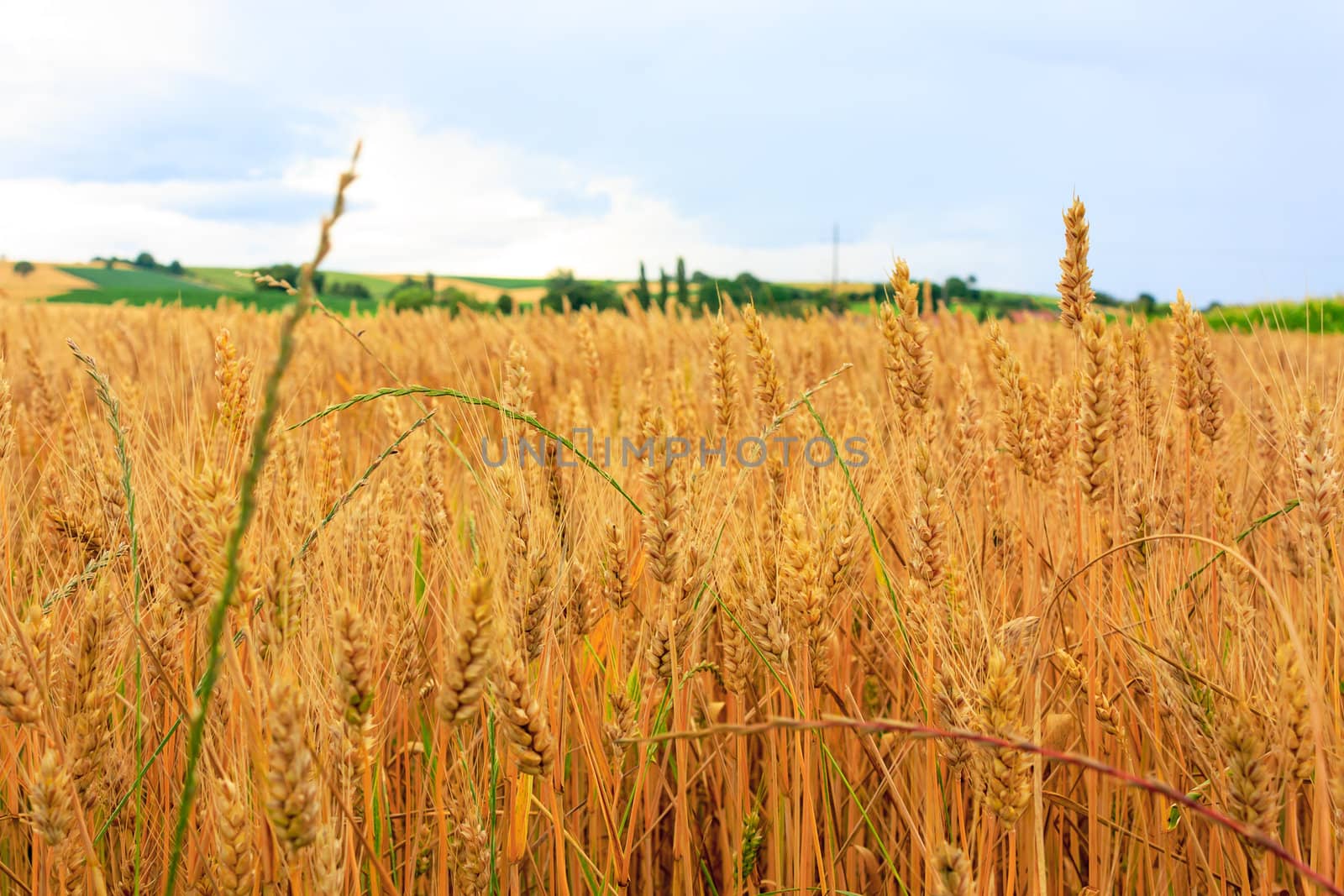 Photo of Wheat Field, closeup
