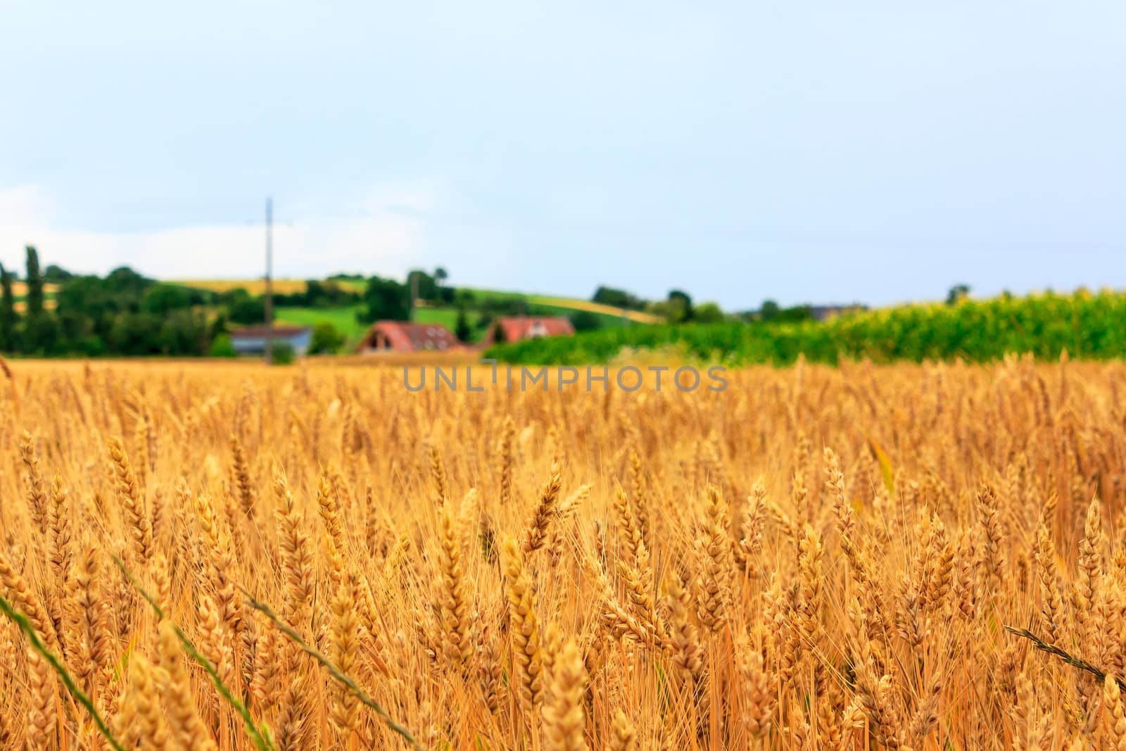 Photo of Wheat Field, closeup