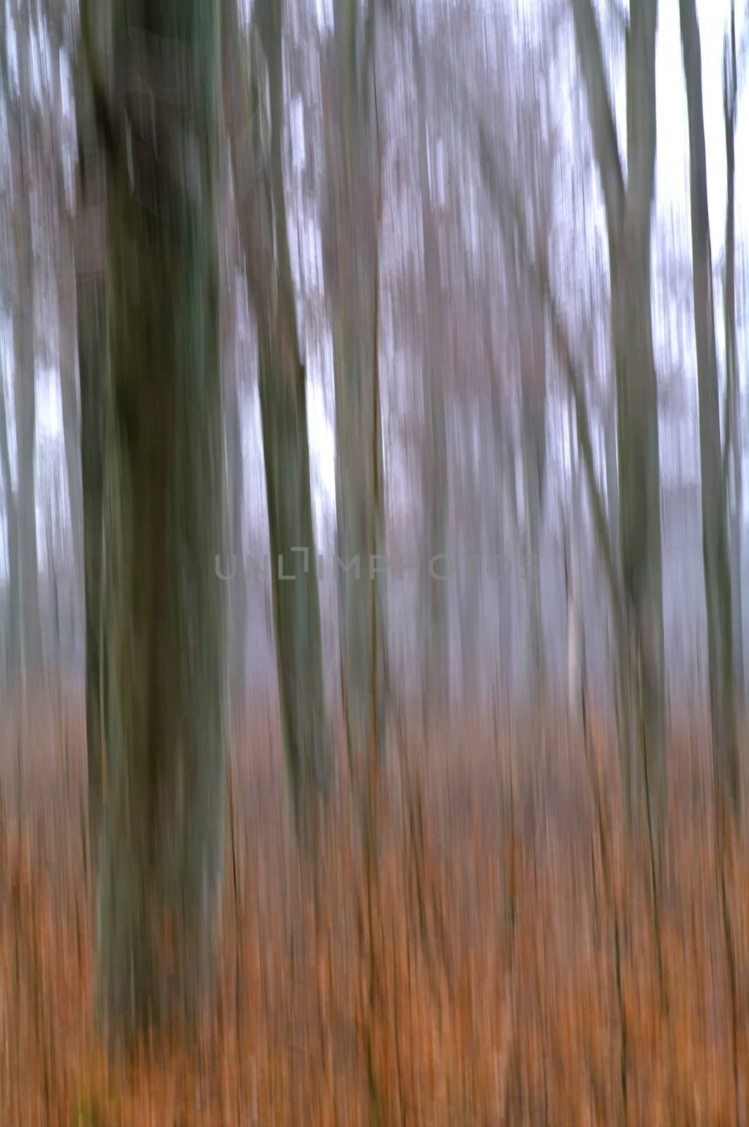 Beech trunks and small beech plants in a forest, movement blur